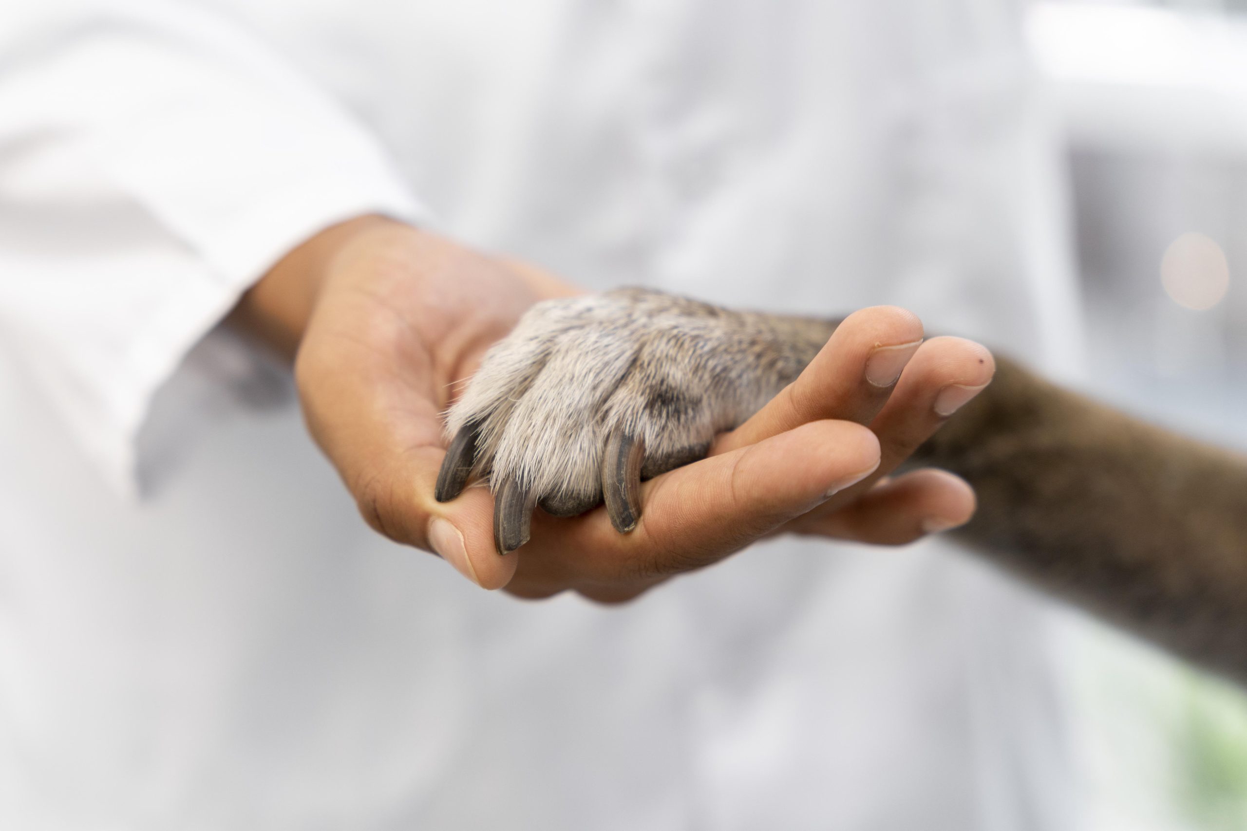 close-up-hand-holding-dog-paw